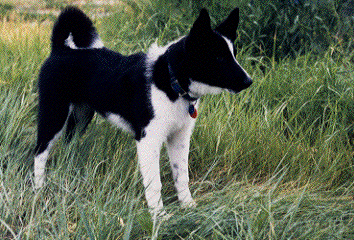 karelian bear dog pict