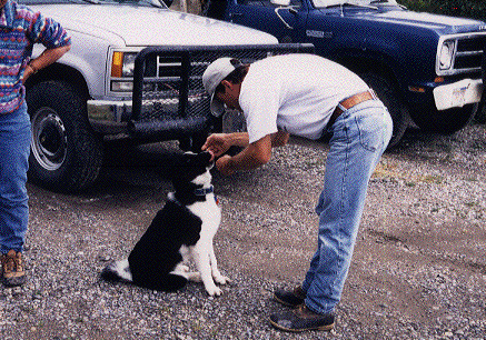 karelian bear dog #3