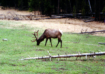 elk