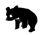 bear illust